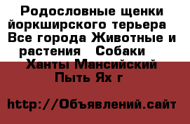 Родословные щенки йоркширского терьера - Все города Животные и растения » Собаки   . Ханты-Мансийский,Пыть-Ях г.